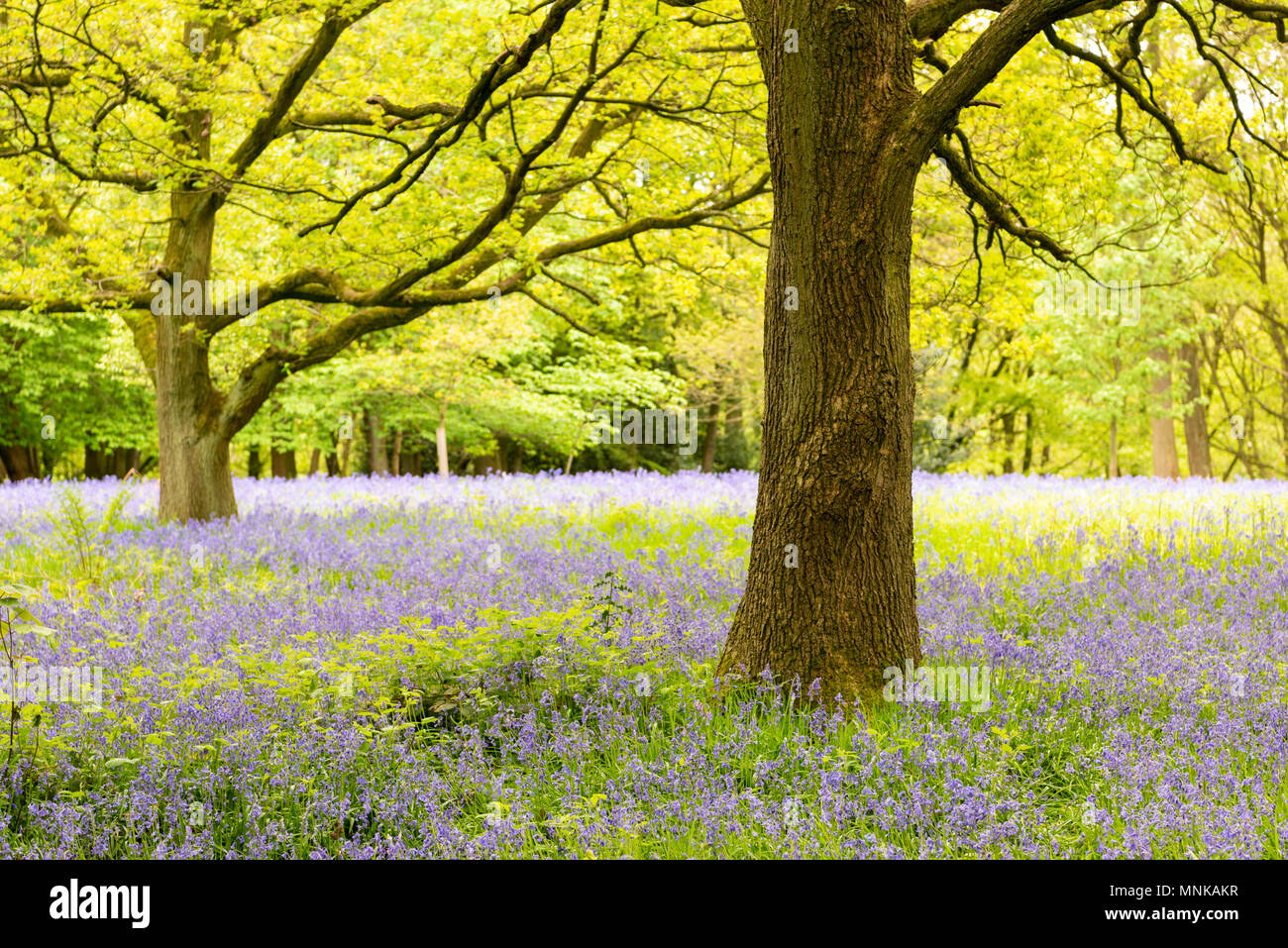 Bluebells in fiore nel bosco in primavera a Margaret legno superiore Bluebell Denby Yorkshire Regno Unito Foto Stock