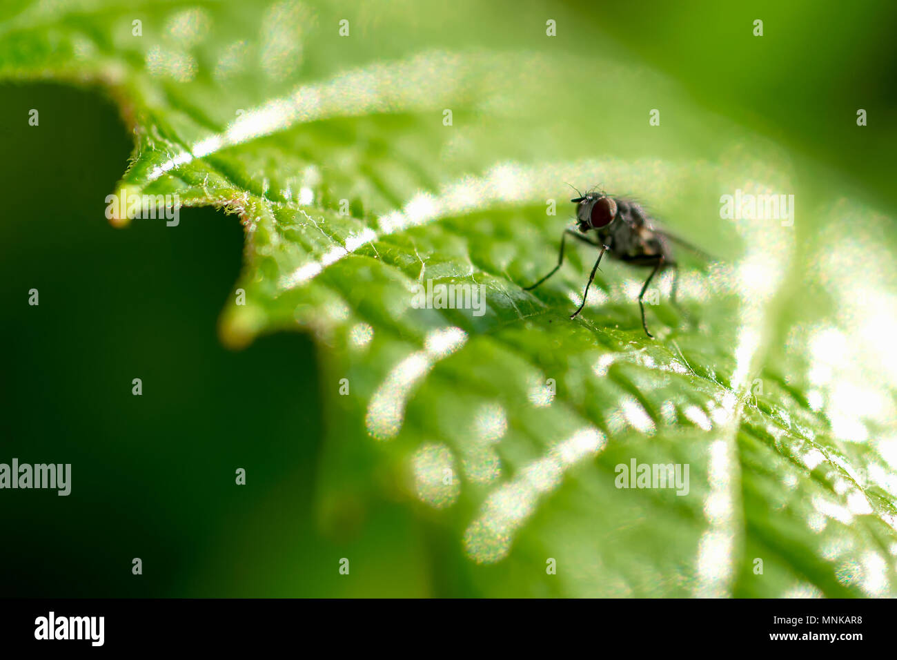 Primo piano di una mosca su un verde foglia di uva Foto Stock