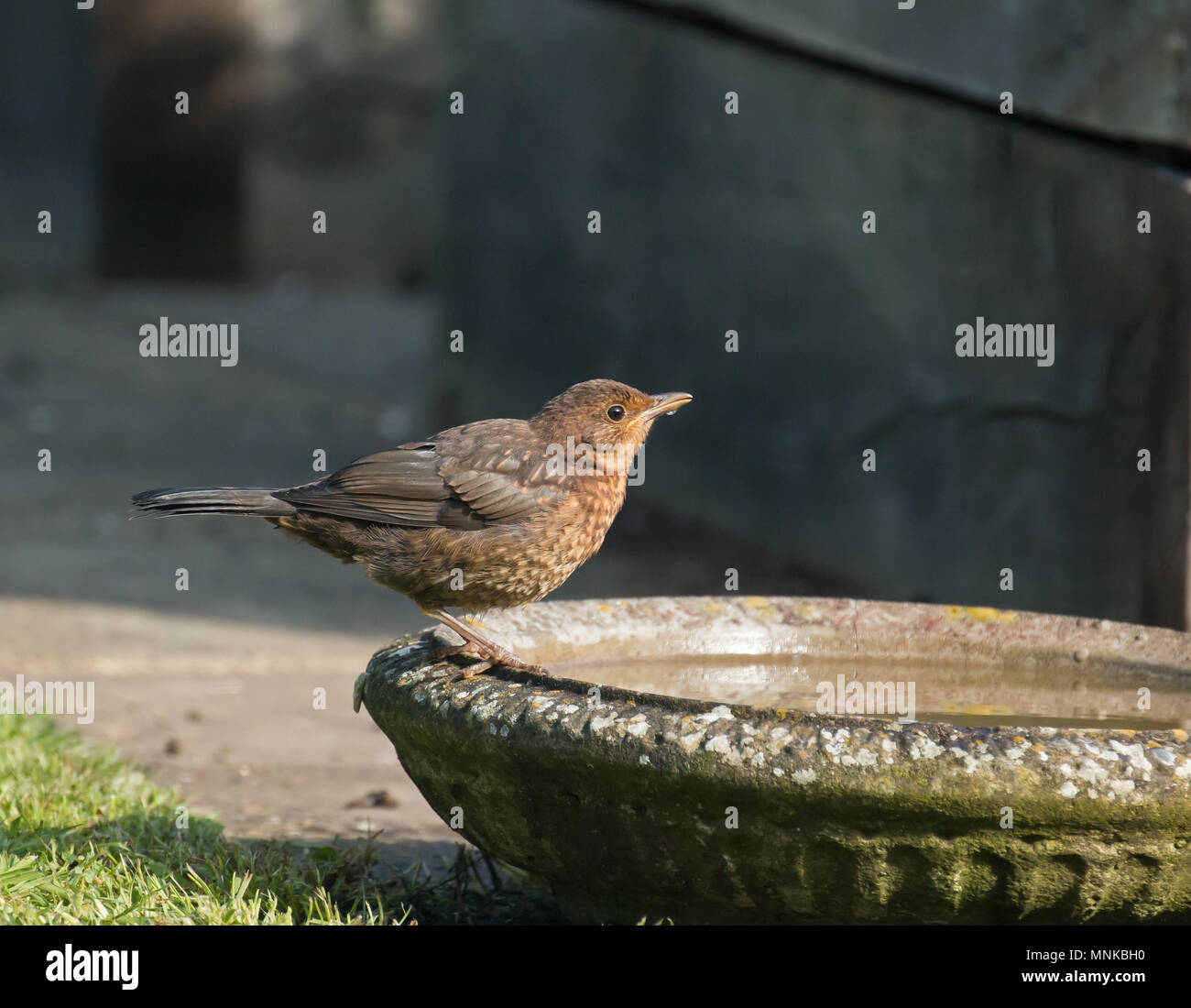 Neonata Comunità Blackbird bere da bird bath in Sussex Garden durante il mese di maggio. Foto Stock