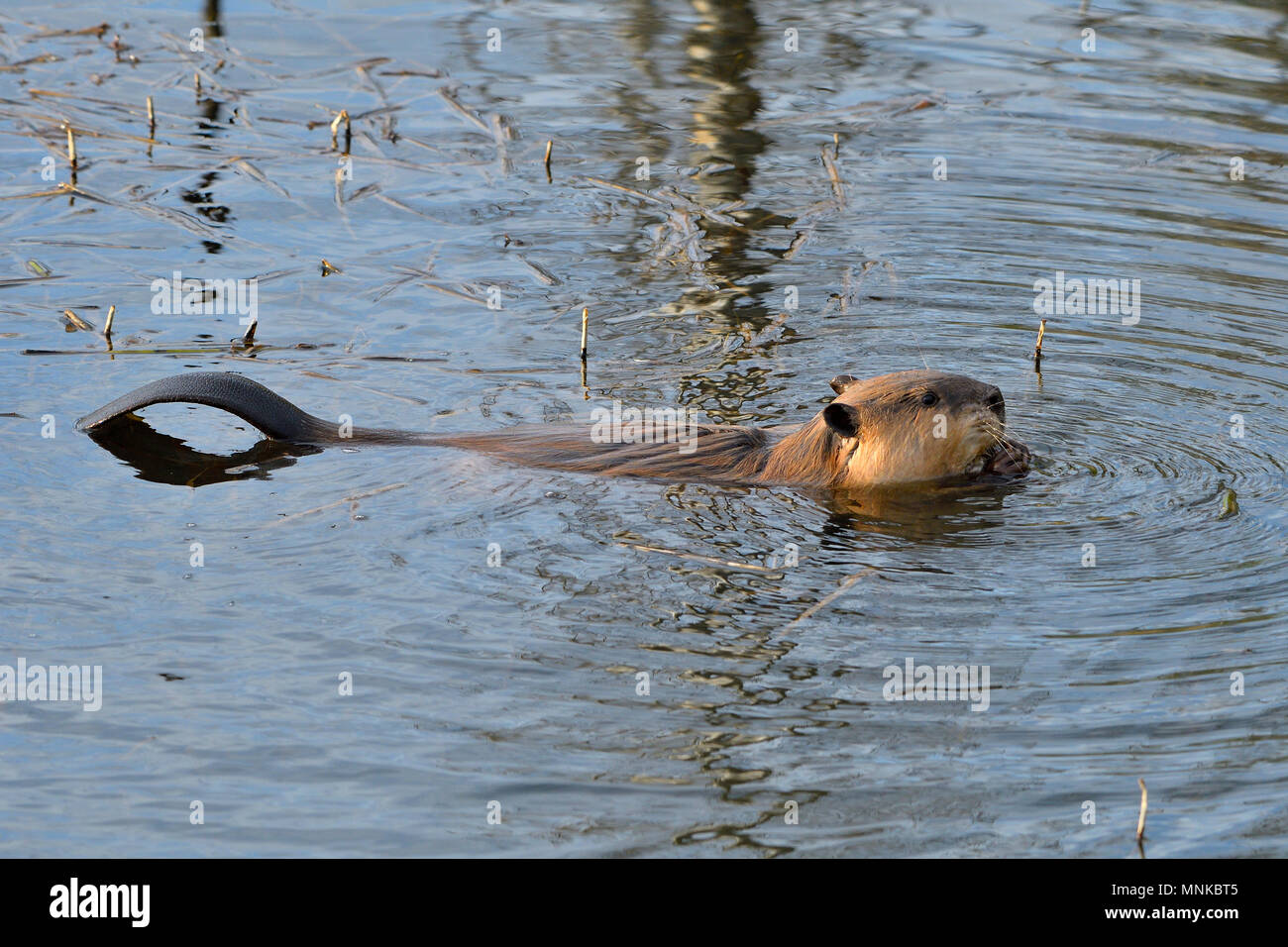 Una vista laterale di un selvaggio castoro (Castor canadensis),galleggianti sull'acqua di alimentazione su alcuni vegetazione sottomarina mentre si utilizza la sua ampia coda per equilibrio sul Foto Stock