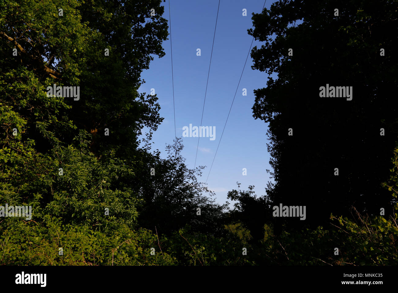 Telegraph linee telefoniche in estate Foto Stock