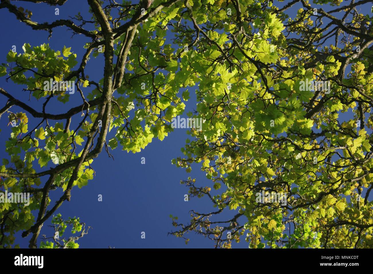 Acido molla verde fogliame di un scozzese Decidious albero canopy. Vecchia Aberdeen, Regno Unito. Foto Stock