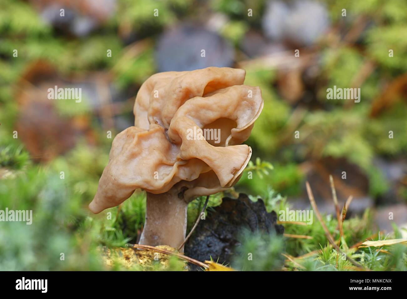 Gyromitra infula, comunemente noto come incappucciati false morel o la sella foliatile Foto Stock
