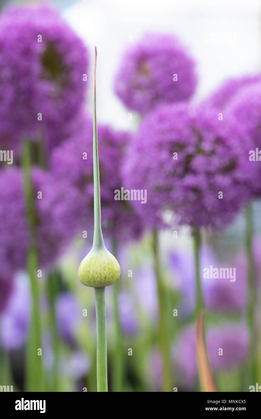 Allium ampeloprasum. Aglio elefante boccioli di fiori a flower show. Regno Unito Foto Stock