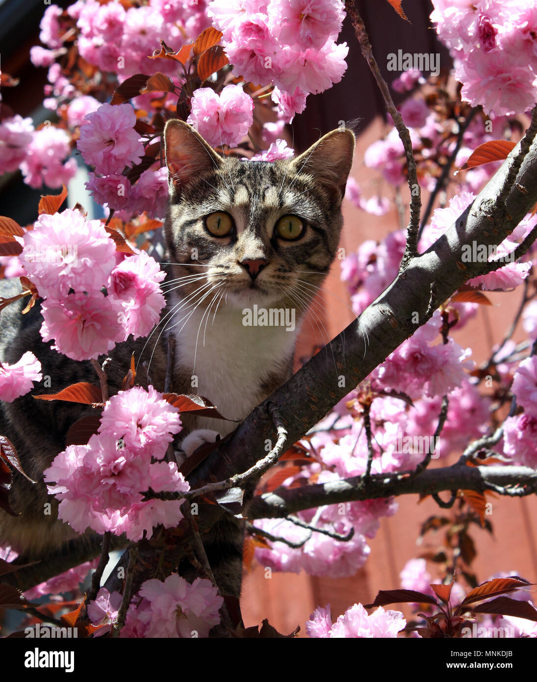Giovani tabby cat il peering fuori da un albero ciliegio aveva scalato Foto Stock