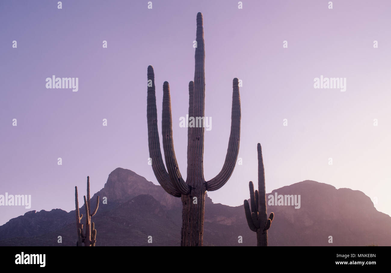 Arizona paesaggio deserto cactus Saguaro albero in primo piano. Foto Stock