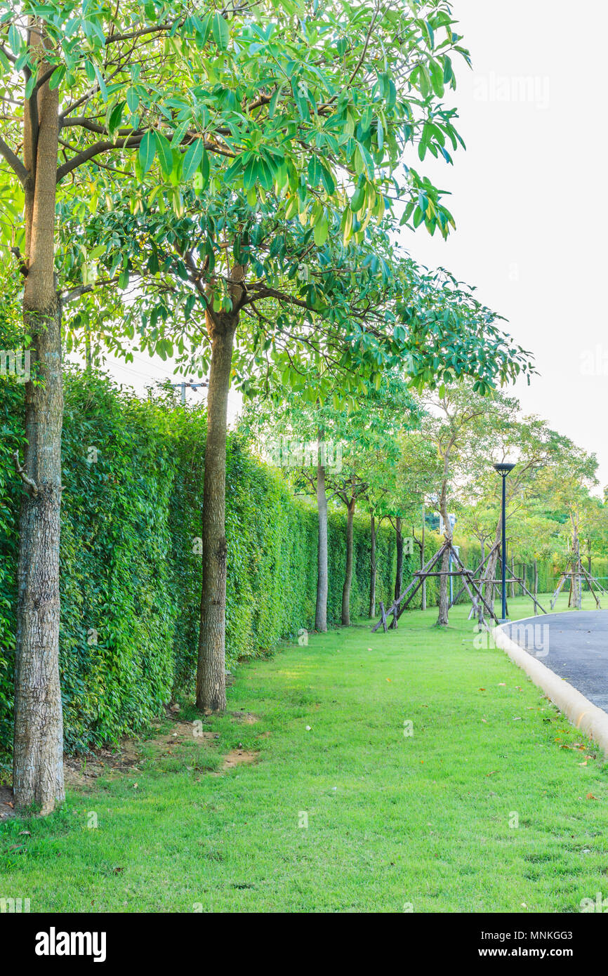 Erba verde, verde siepe e alberi verdi sfondo in giardino Foto Stock