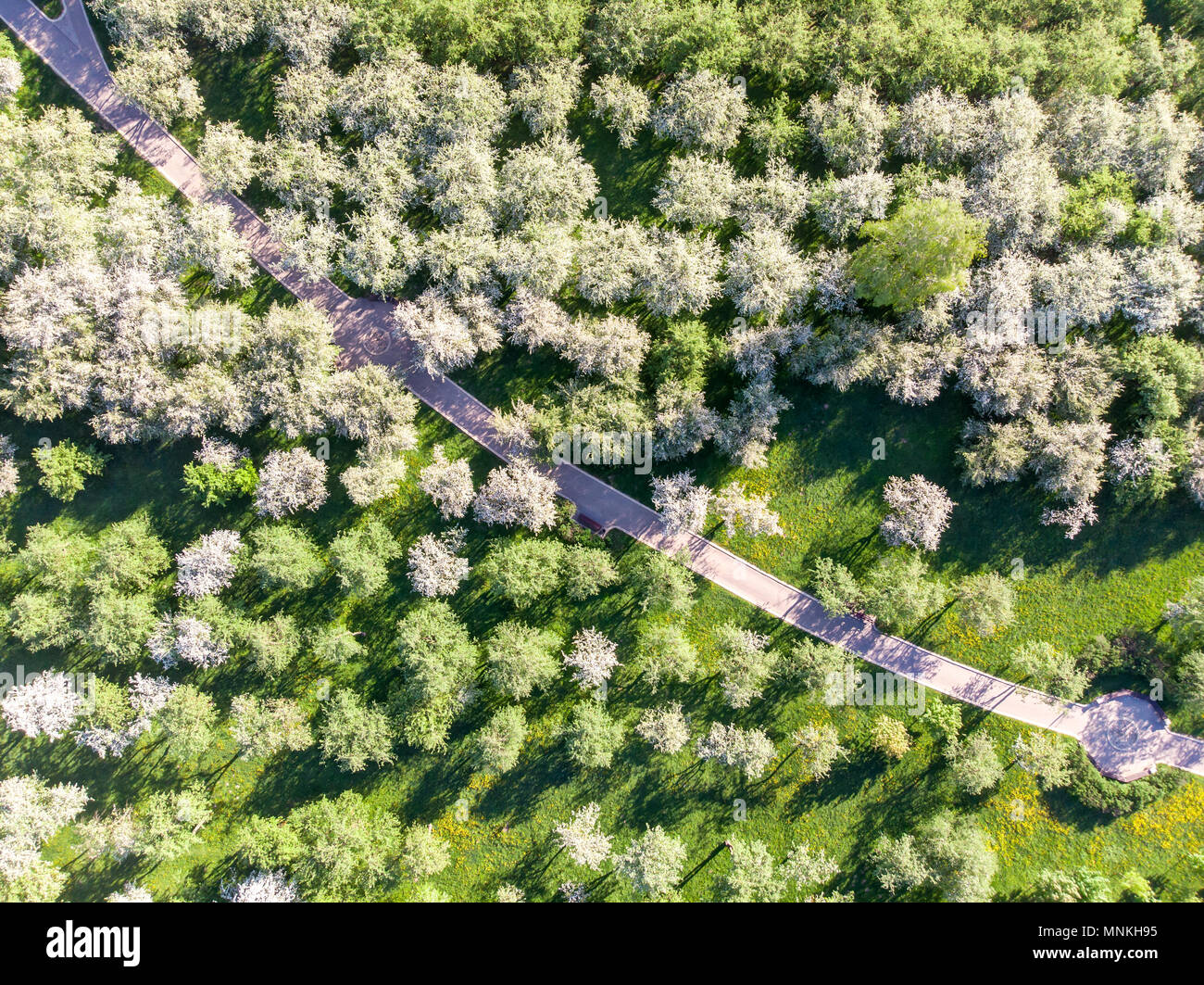 Drone foto aerea del giardino con i meli in fiore e percorso a piedi Foto Stock