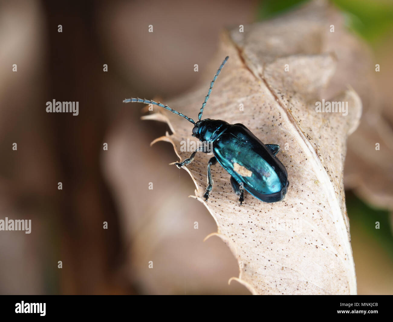 Altica sp. beetle su una foglia essiccato Foto Stock