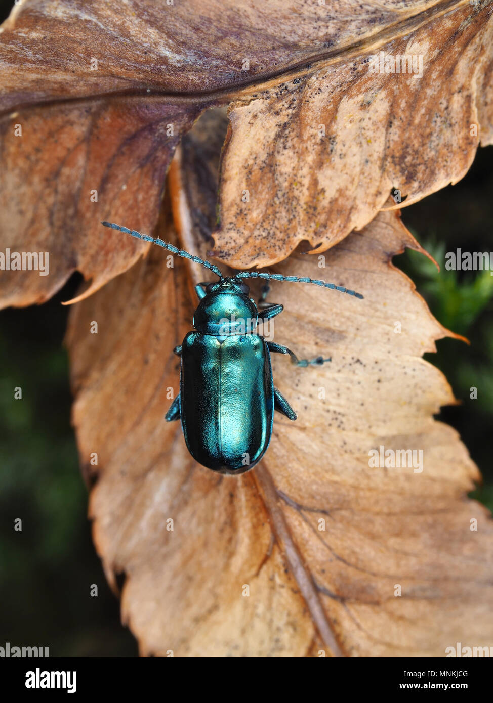 Altica sp. beetle su foglie essiccate, vista dorsale Foto Stock