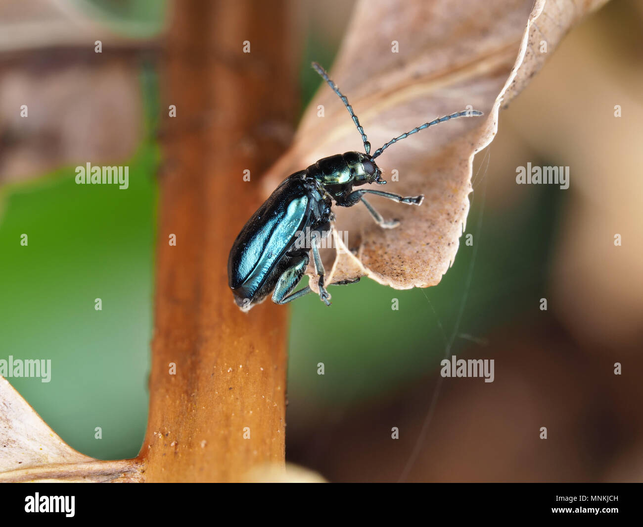 Altica sp. beetle su una pianta seccata, vista laterale Foto Stock