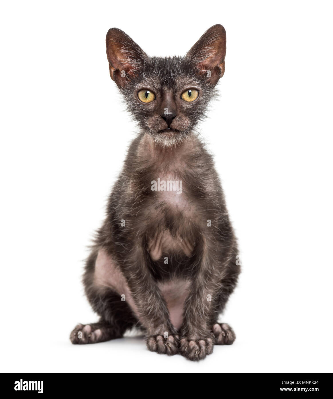 Kitten Lykoi cat, 3 mesi di età, chiamato anche il lupo mannaro gatto  seduto contro uno sfondo bianco Foto stock - Alamy