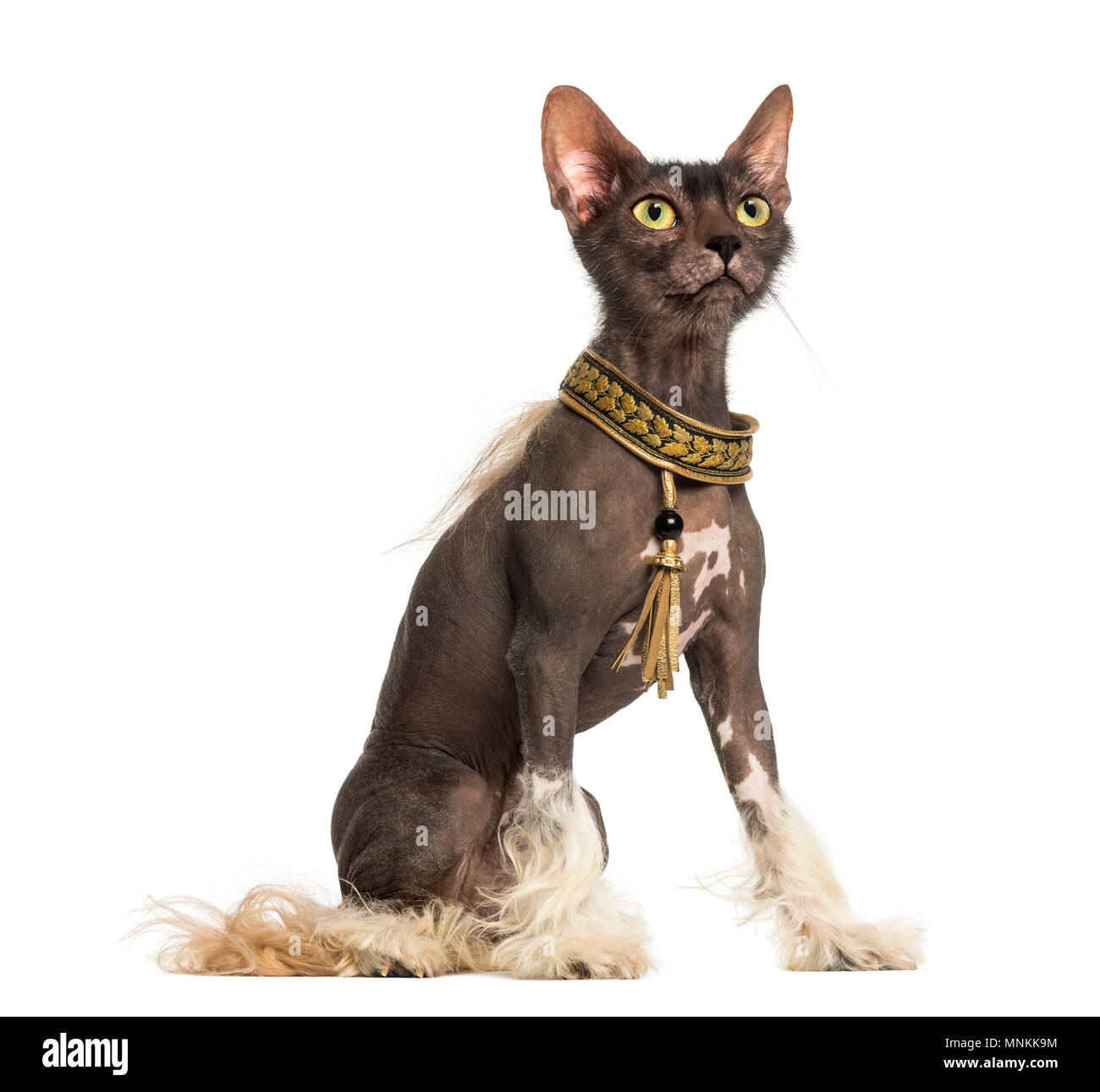 Chimera con un cinese Crested cane con la testa di un gatto Lykoi contro uno sfondo bianco Foto Stock