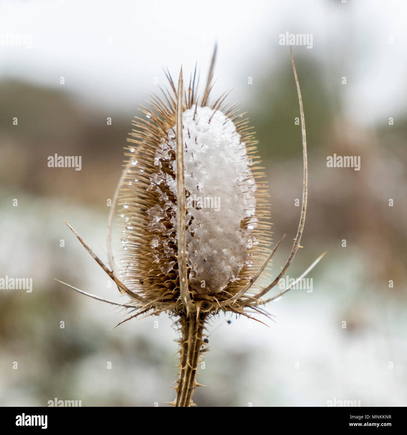 Dipsacus fullonum, teasel comune con la neve in inverno, England, Regno Unito Foto Stock
