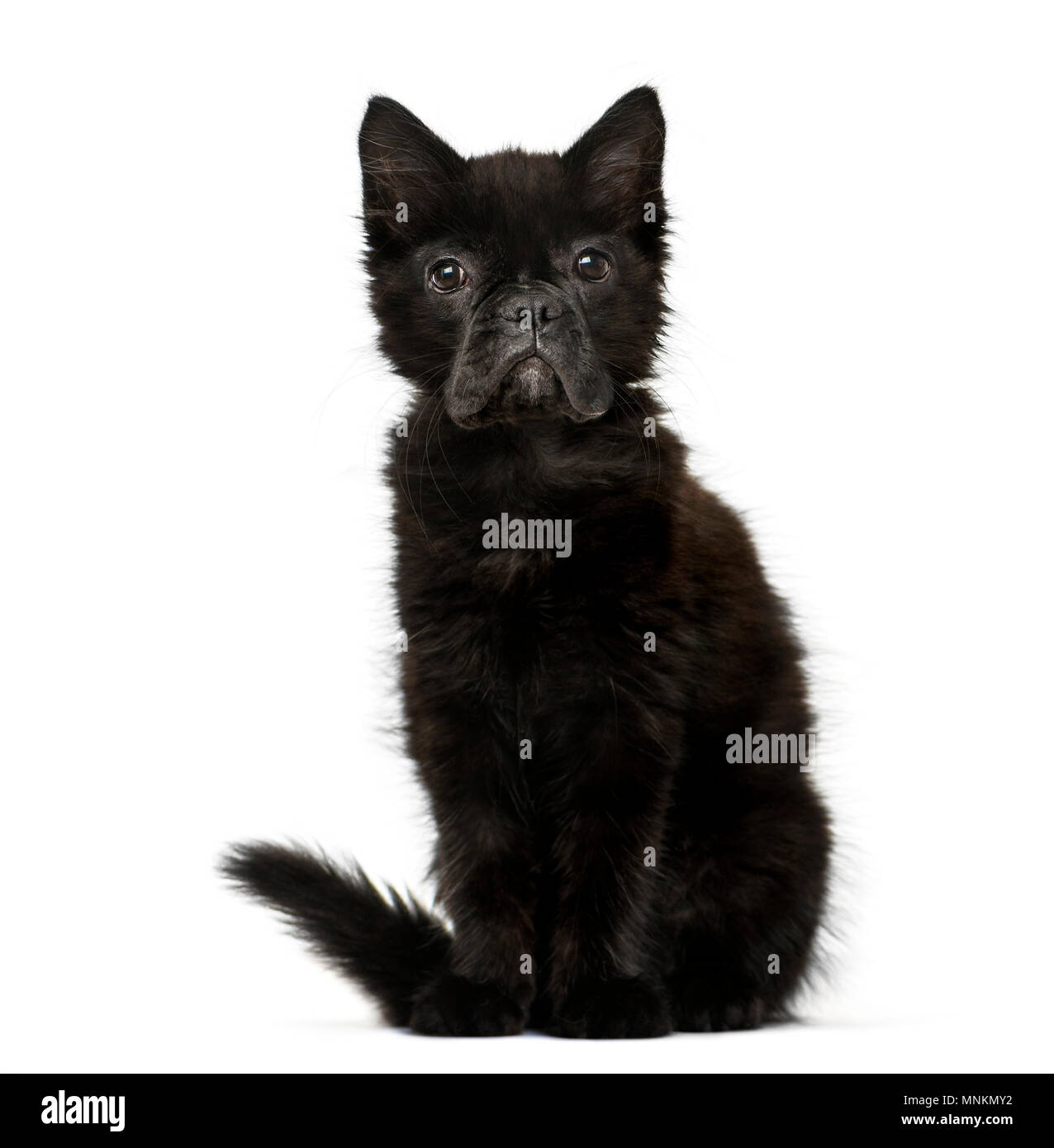 Chimera con un gattino nero e bulldog francese faccia contro uno sfondo bianco Foto Stock