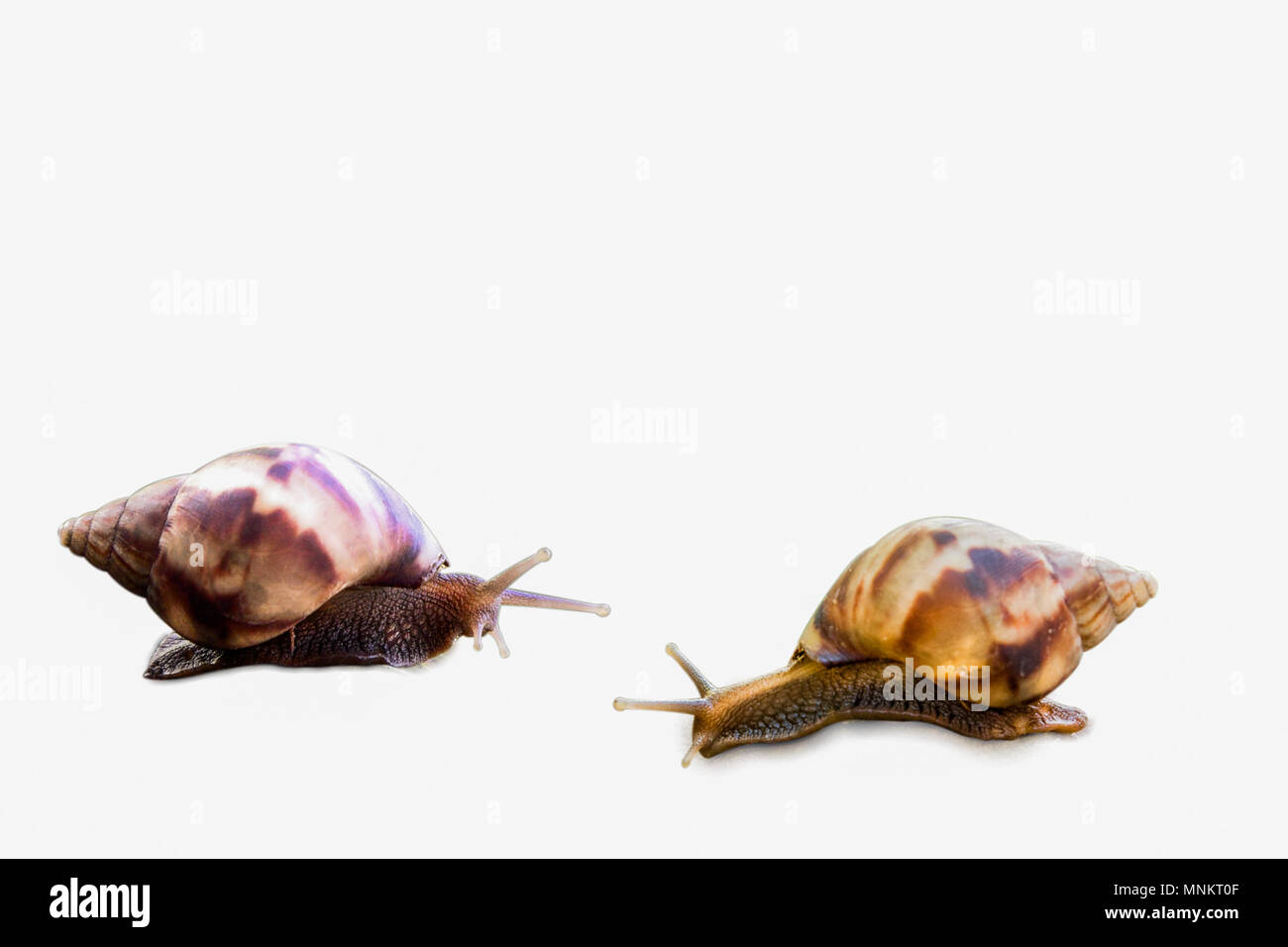 Snail salire su sfondo bianco Foto Stock
