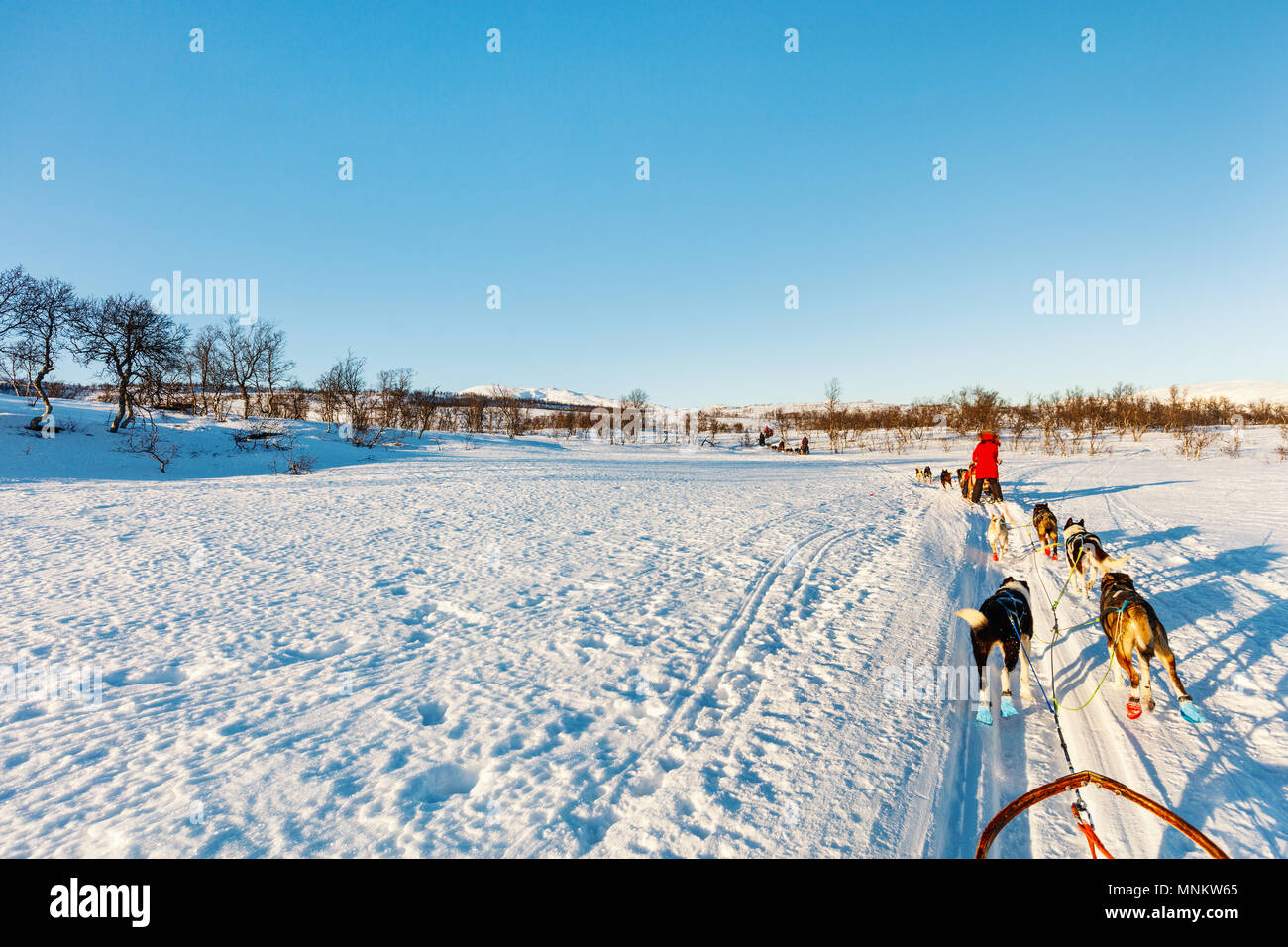 Slitta con cani husky nel nord della Norvegia Foto Stock