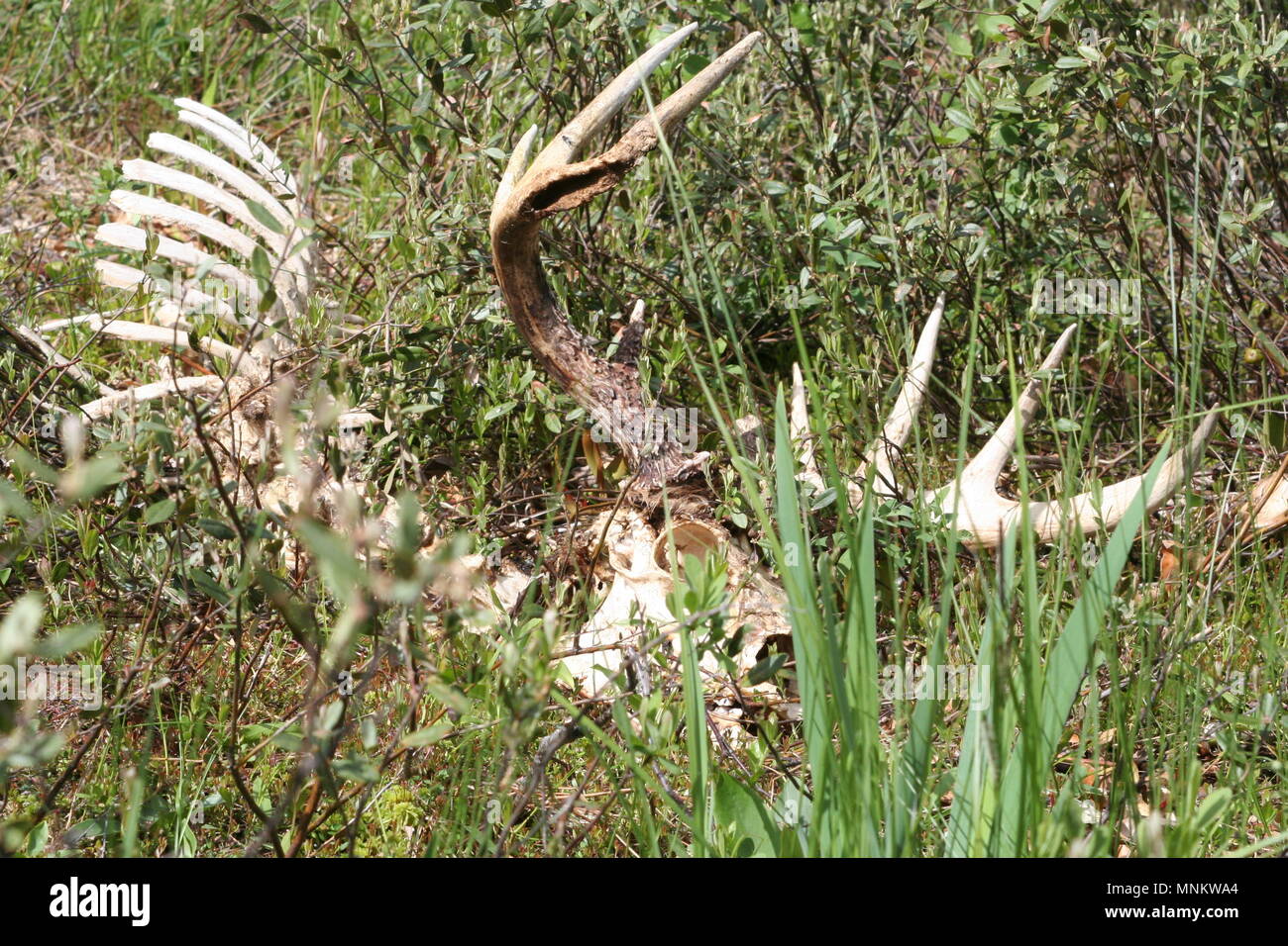 Enorme vecchio coda bianca buck morì in inverno sul floating bog , la vita e la morte di un cervo nel deserto BWCA. .Minnesota Canadian area di confine. Foto Stock