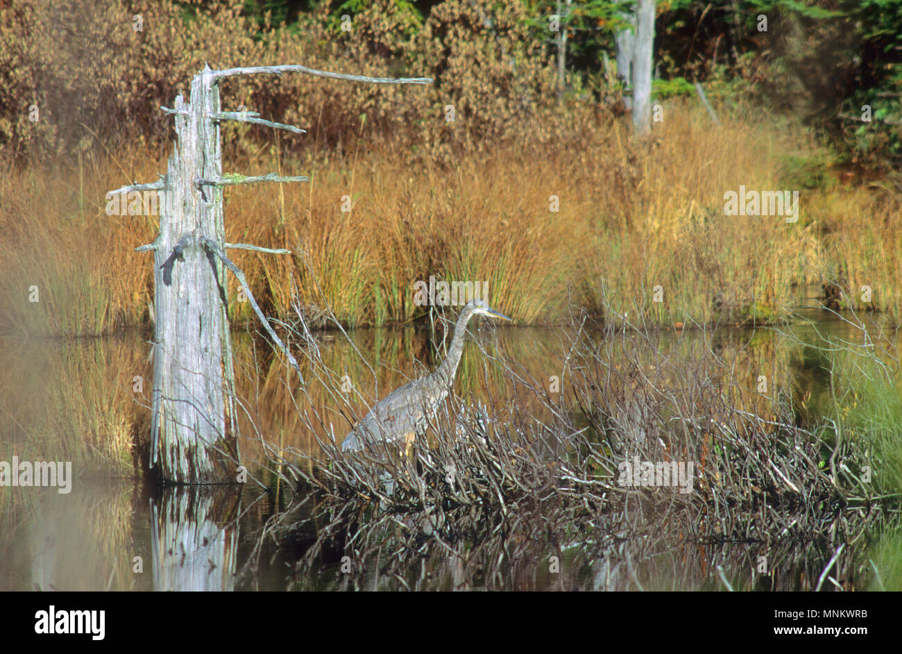 Un Airone blu (Ardea erodiade) nelle White Mountains del New Hampshire Foto Stock