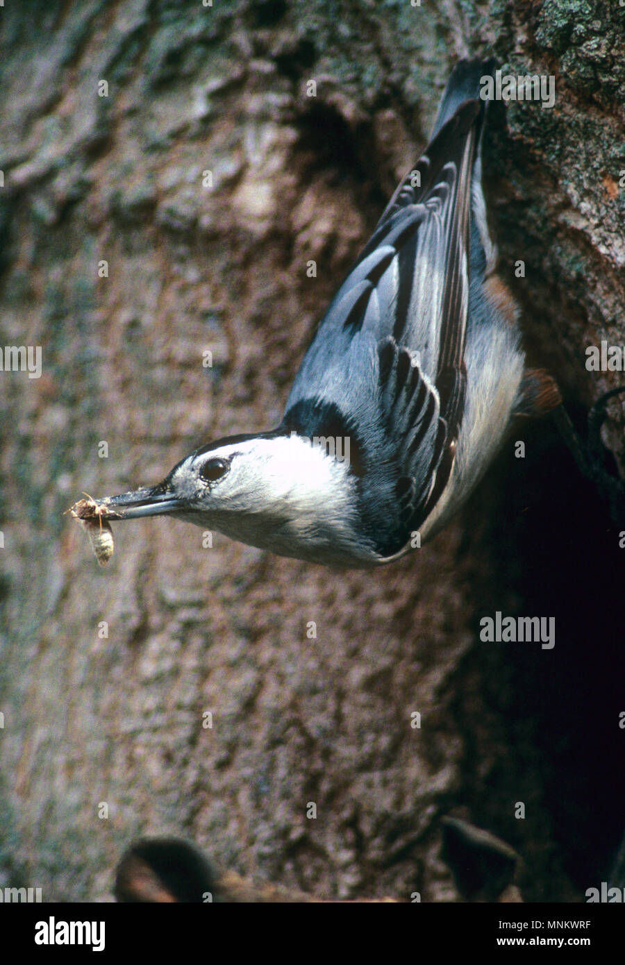 Un picchio muratore (famiglia di Passeriformes) alimentazione su un albero in Taunton, Massachusetts, STATI UNITI D'AMERICA Foto Stock