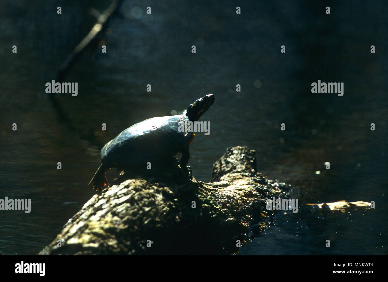 Un Sun Turtle a prendere il sole su un log in corrispondenza del bordo di un fiume Foto Stock