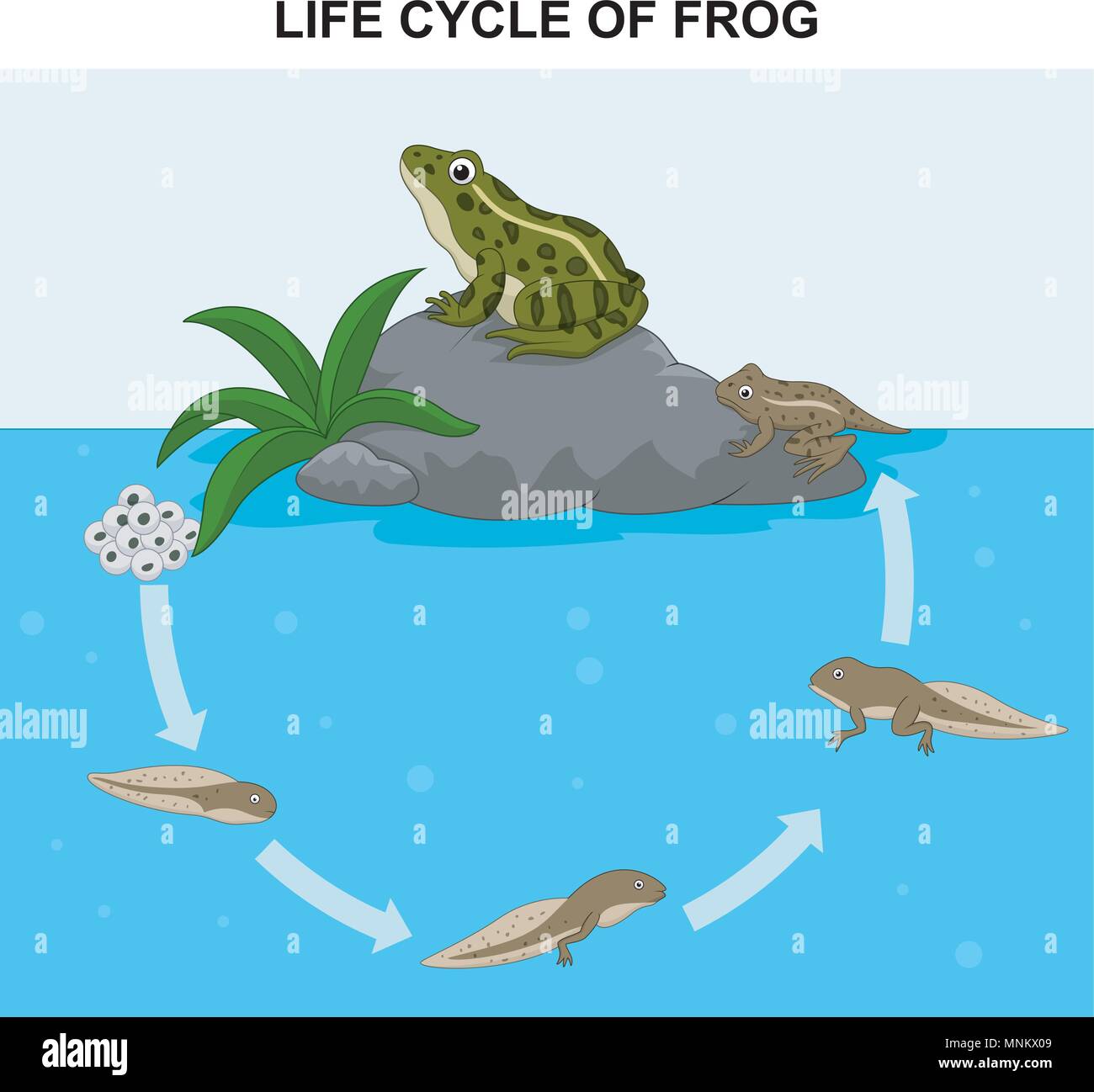 Illustrazione della rana del ciclo di vita Illustrazione Vettoriale
