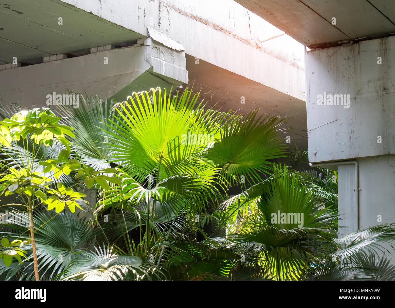 Borassus flabellifer,Sugar Palm. Foto Stock
