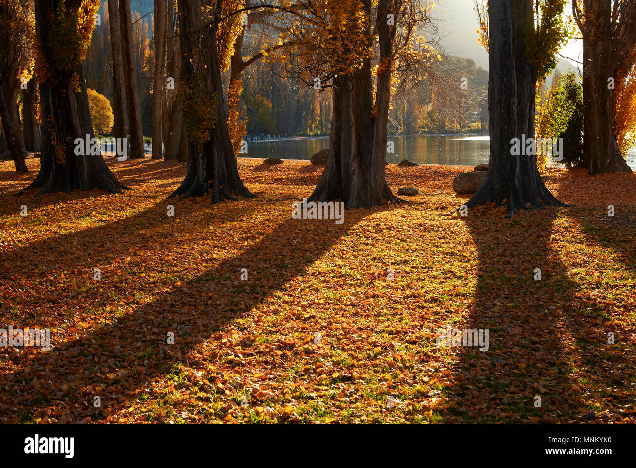 Alberi di pioppo in autunno, il lago Wanaka, Otago, Isola del Sud, Nuova Zelanda Foto Stock