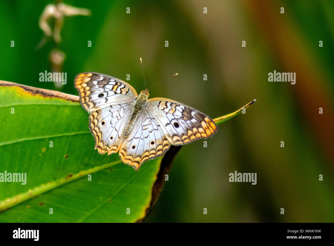 White farfalla pavone (Anartia jatrophae) - Verde Cay zone umide - Boynton Beach, Florida, Stati Uniti d'America Foto Stock