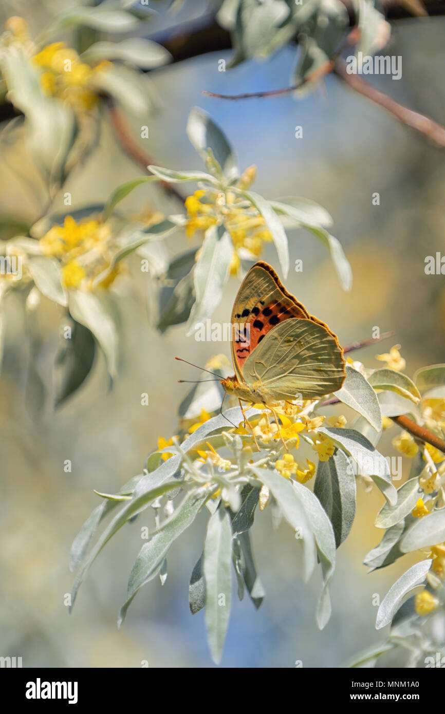 Farfalle monarca su foglie di salice Foto Stock
