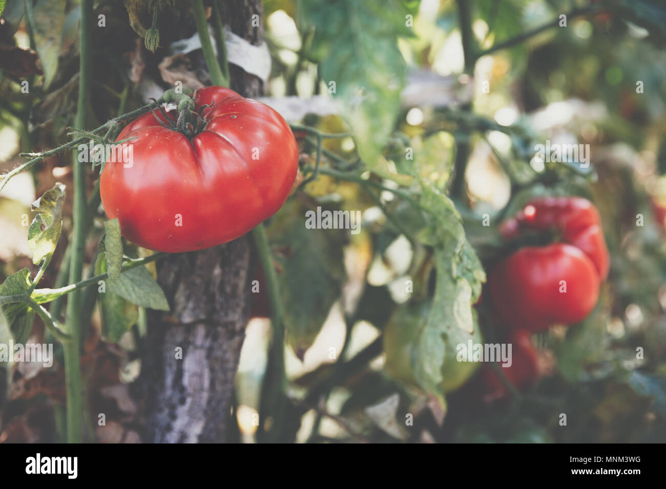 Pomodori organico in una serra. Giardino rossi freschi pomodori maturi sulla vite. Deliziosi pomodori freschi che crescono in un giardino di close-up. Profondità di fiel Foto Stock