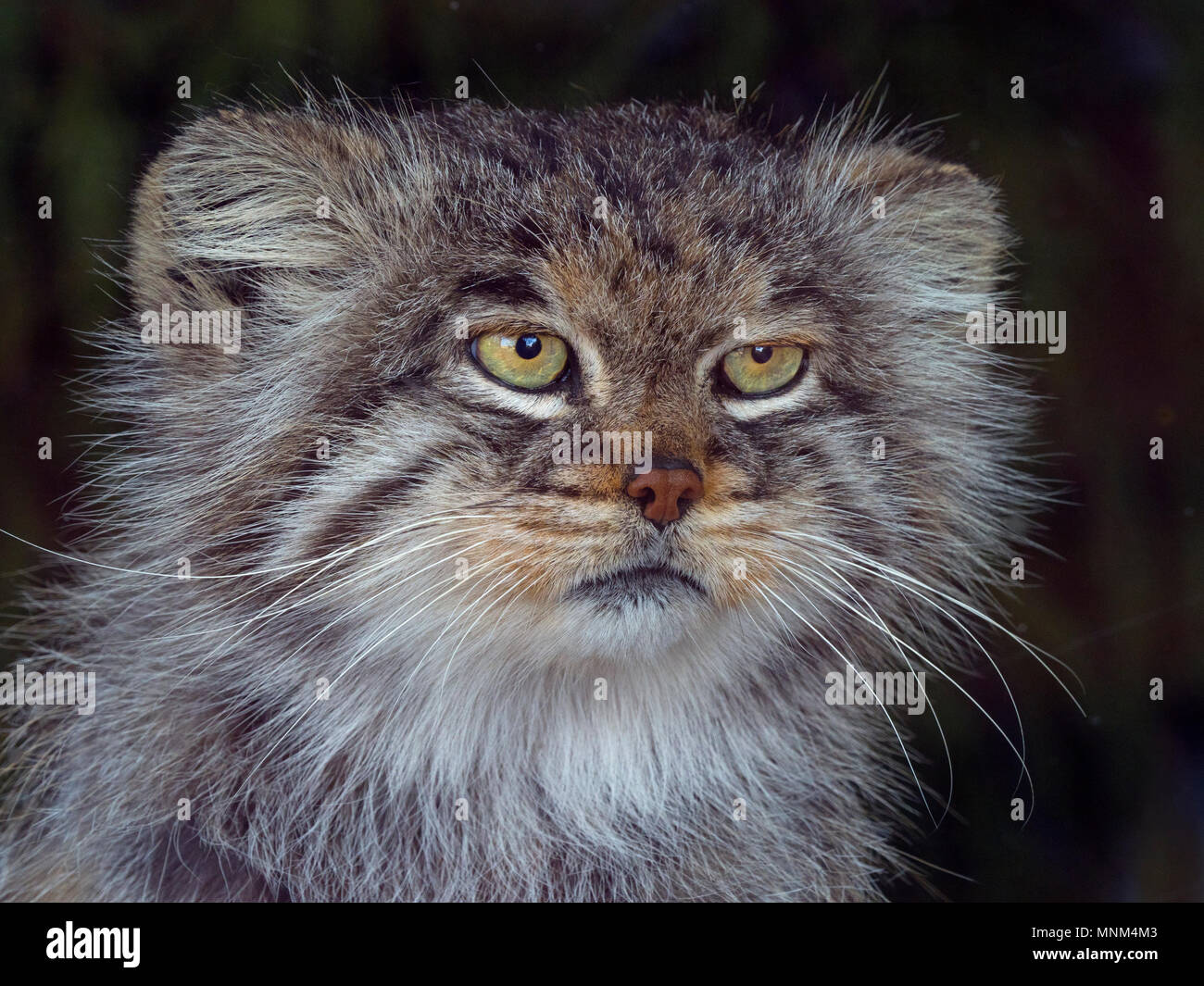 Pallas's cat Otocolobus manul captive Foto Stock