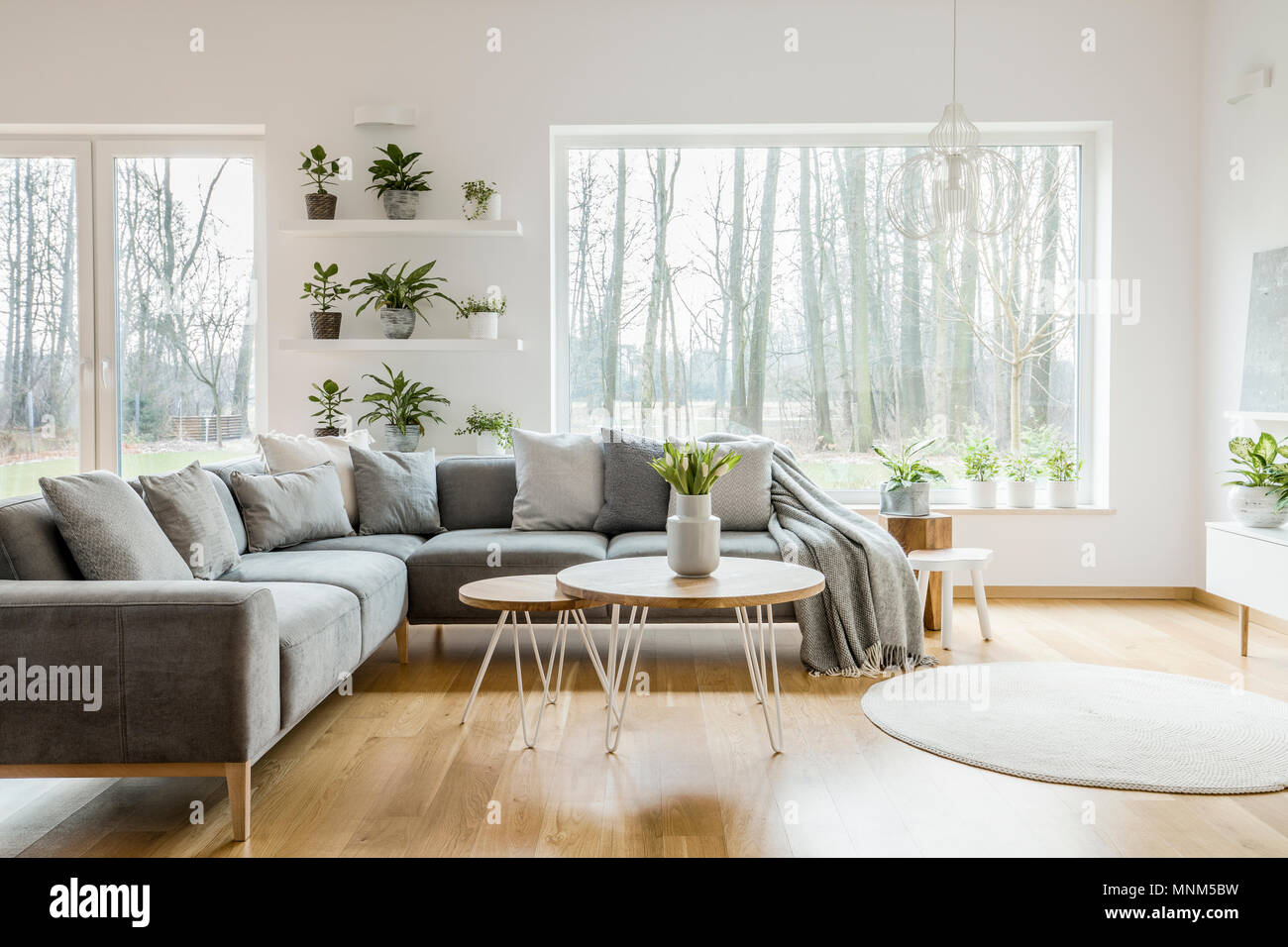 Piante sugli scaffali accanto a una finestra natural living room interior con angolo grigio divano e tavolo Foto Stock