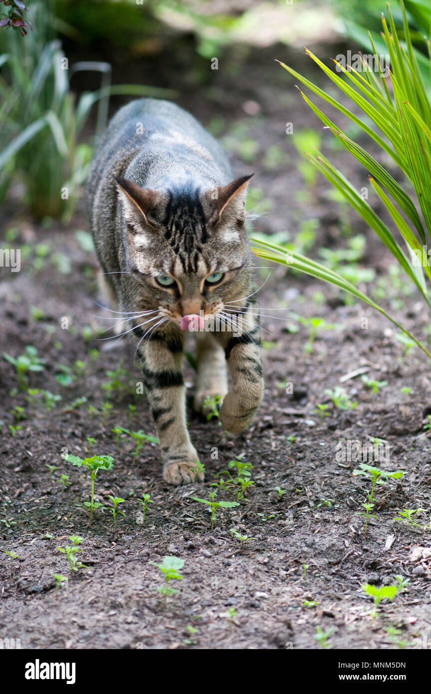 Gatto bengala leccare il naso Foto Stock