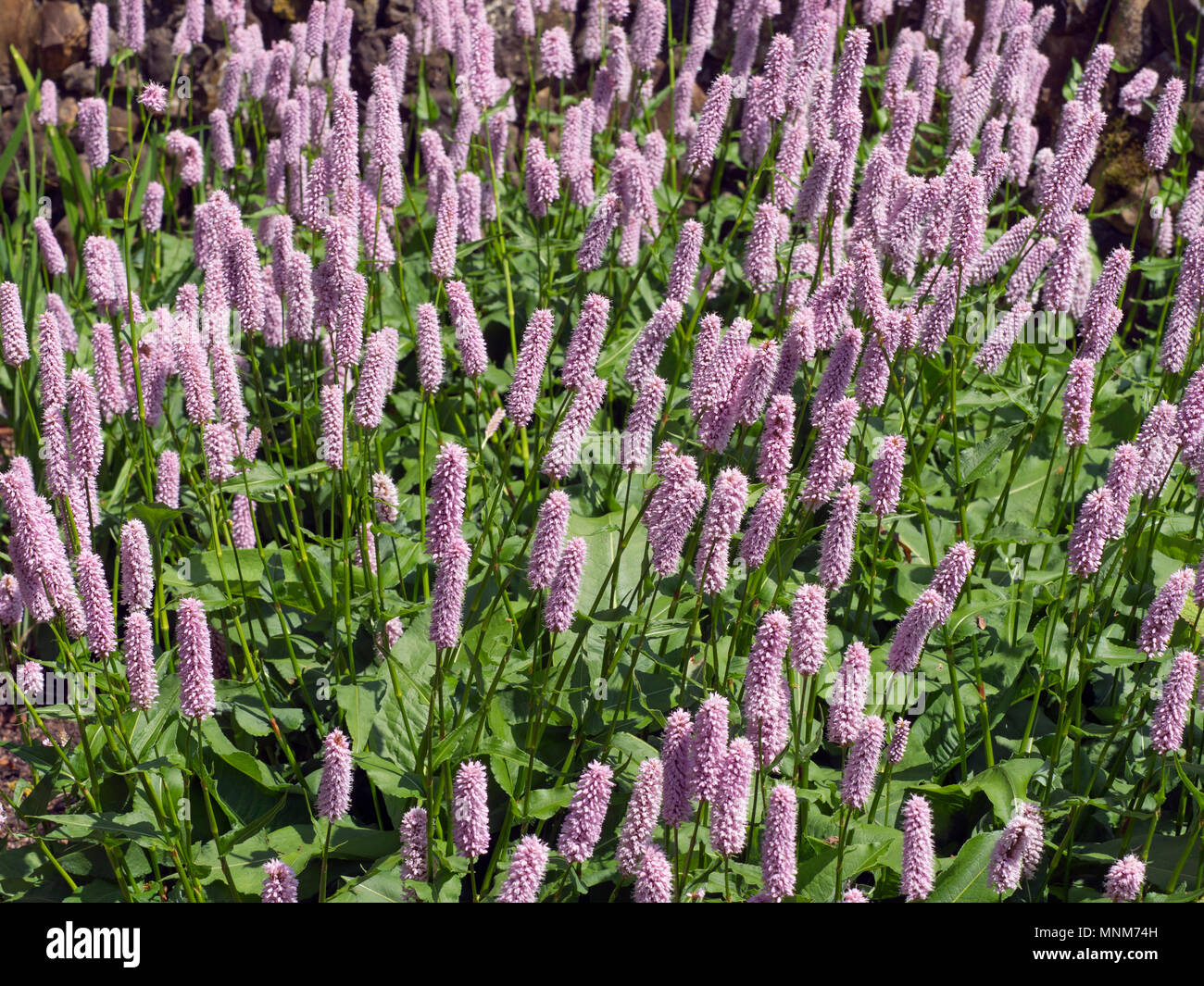 Bistort comune Persicaria bistorta Foto Stock