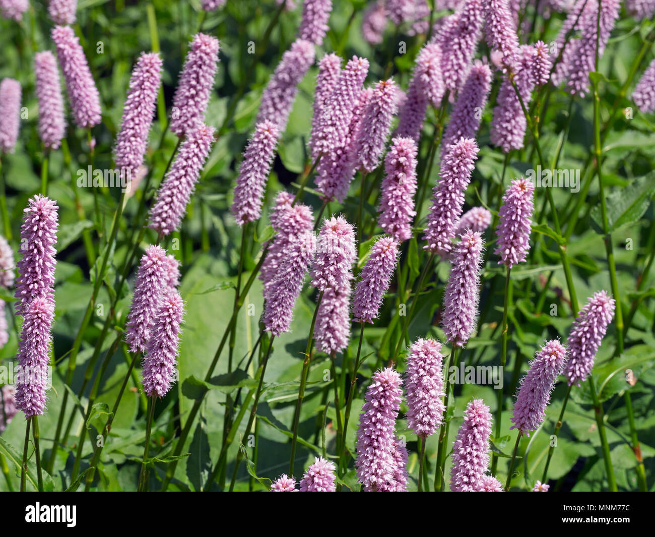 Bistort comune Persicaria bistorta Foto Stock