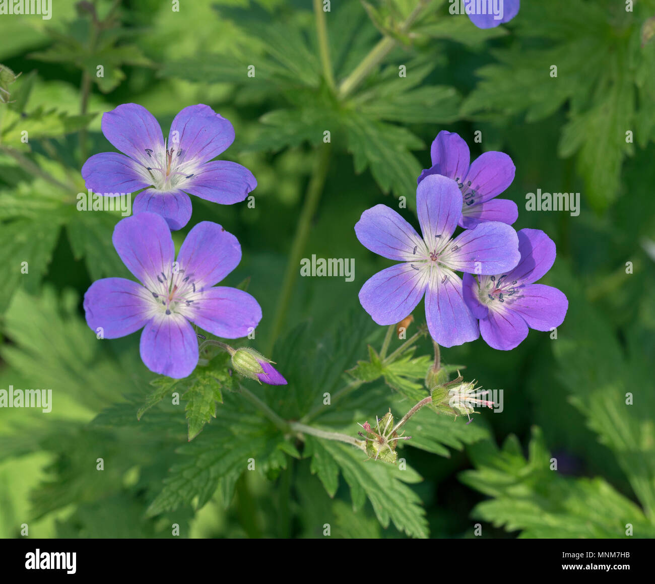 Geranium sylvaticum 'Cyrils Fancy" Foto Stock