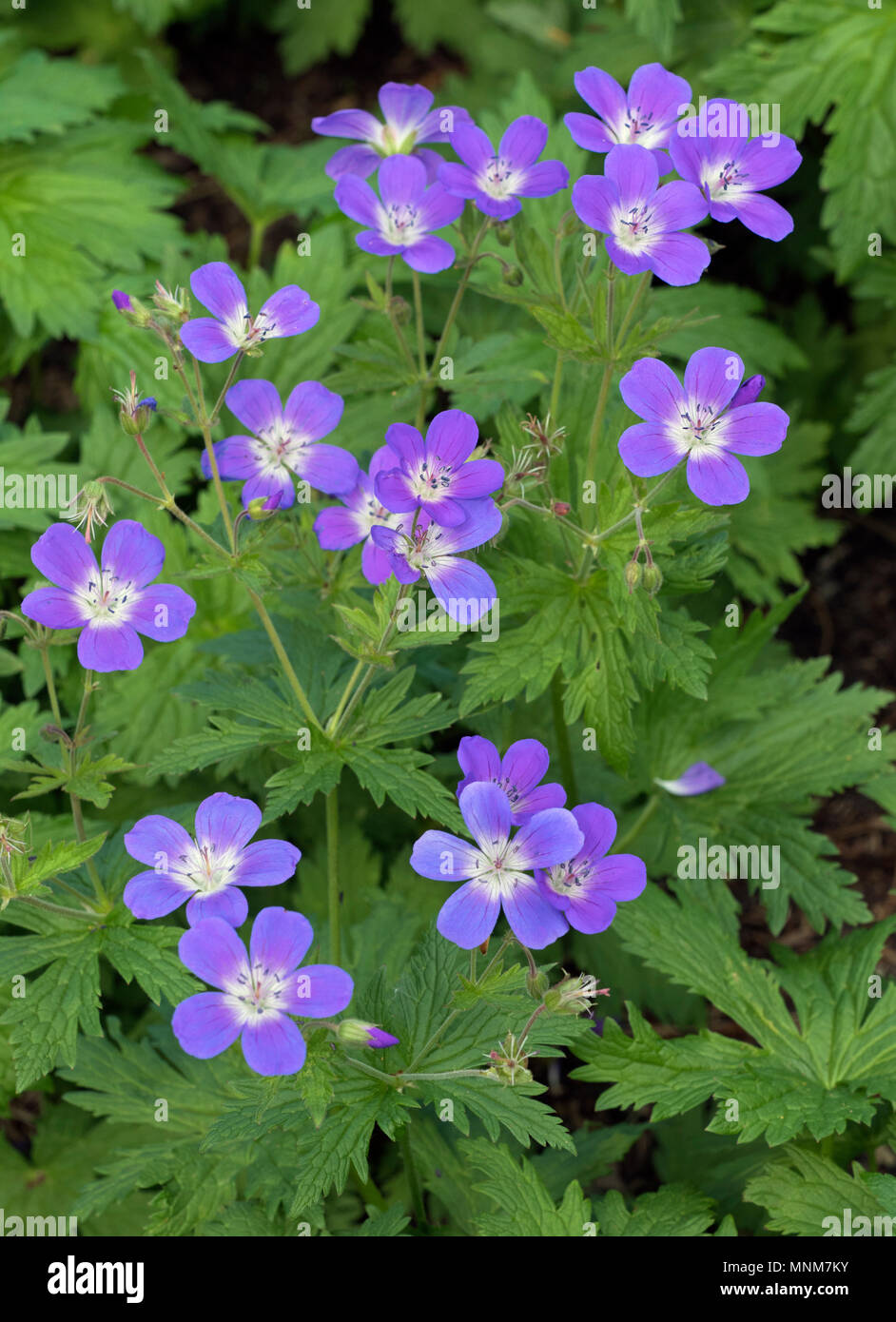 Geranium sylvaticum 'Cyrils Fancy" Foto Stock