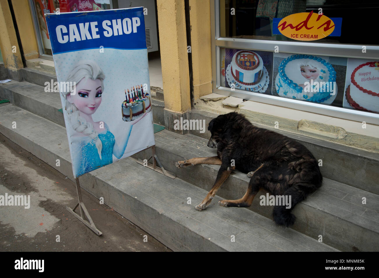 Il Nepal, Kathmandu. Cane dorme e pubblicità cakeshop torta di compleanno con Elsa da congelati Foto Stock