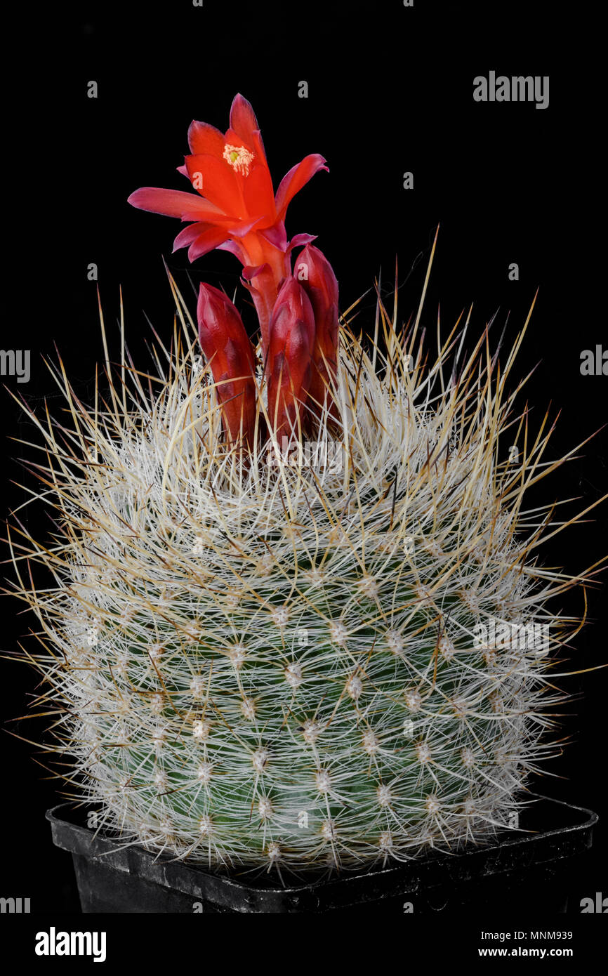 cactus-matucana-haynei-con-fiore-isolato-sul-nero-mnm939.jpg