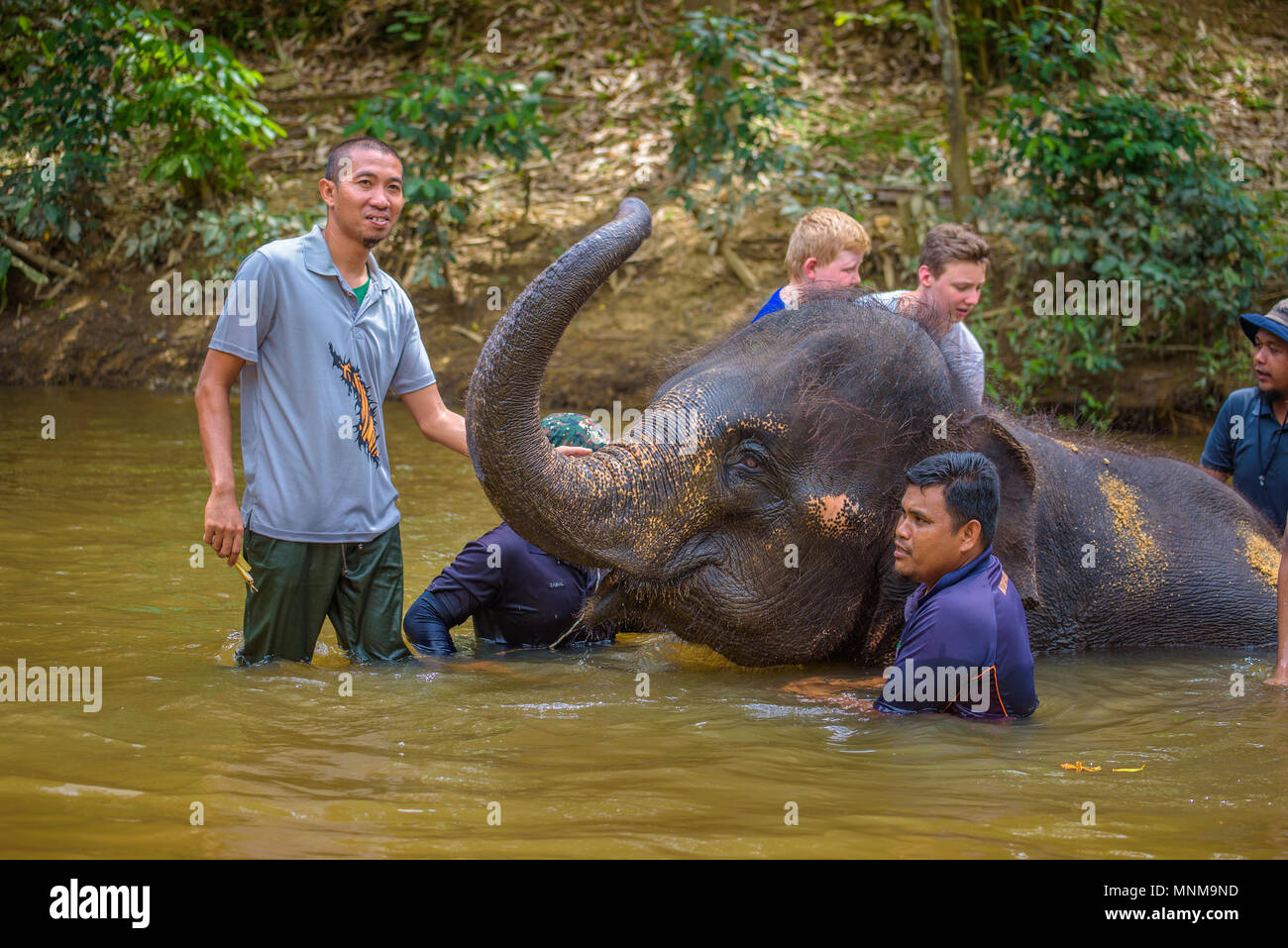 La gente di balneazione con un baby elephant Foto Stock