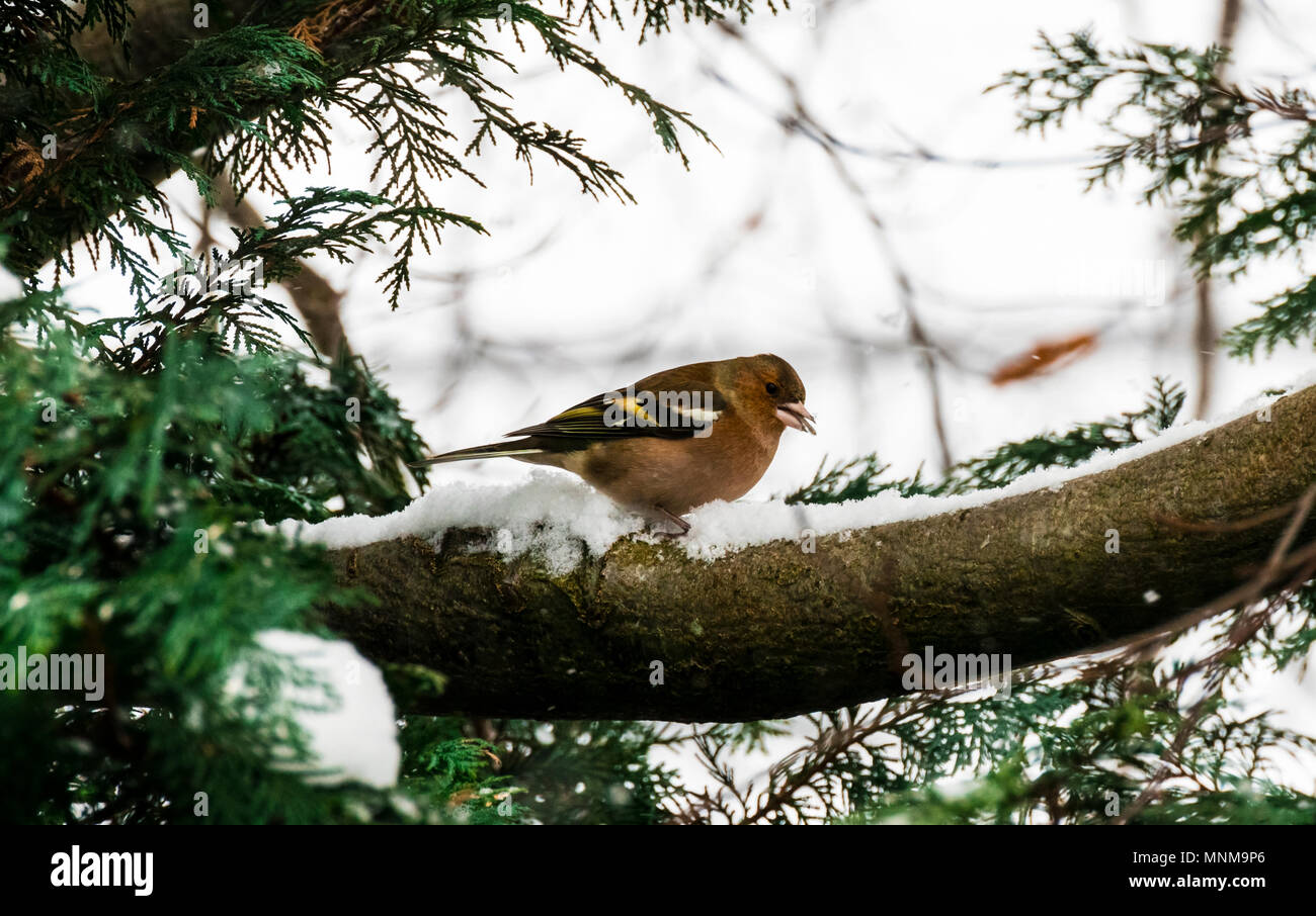 Fringuello femmina appollaiato su un ramo di albero, mangiare semi d'inverno. La foto è stata scattata in Skåne, Svezia. Foto Stock