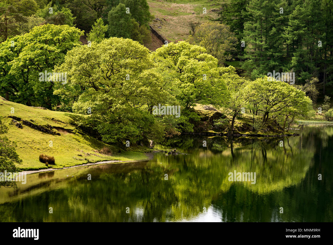 Loughrigg Tarn. Il Lake District Foto Stock