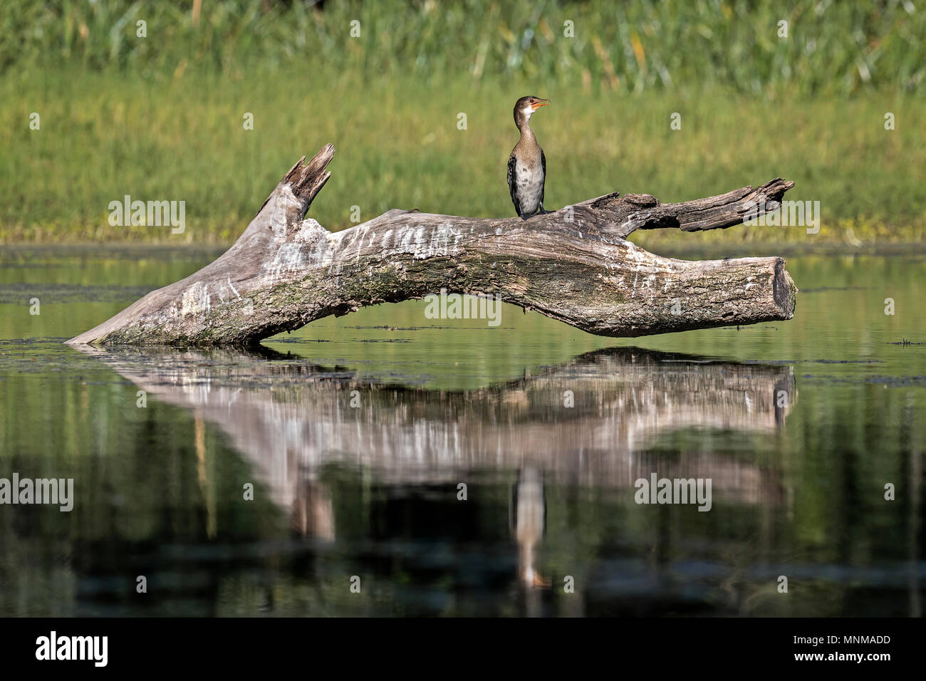 Cormorano a coda lunga (Microcarbo africanus) Foto Stock