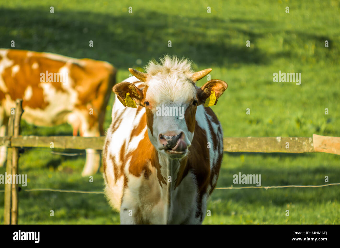 Giovani cornuto patchato vacca Holstein leccare il muso e guardando nella telecamera in Leszna Gorna, Slesia Beskids, Polonia. Foto Stock