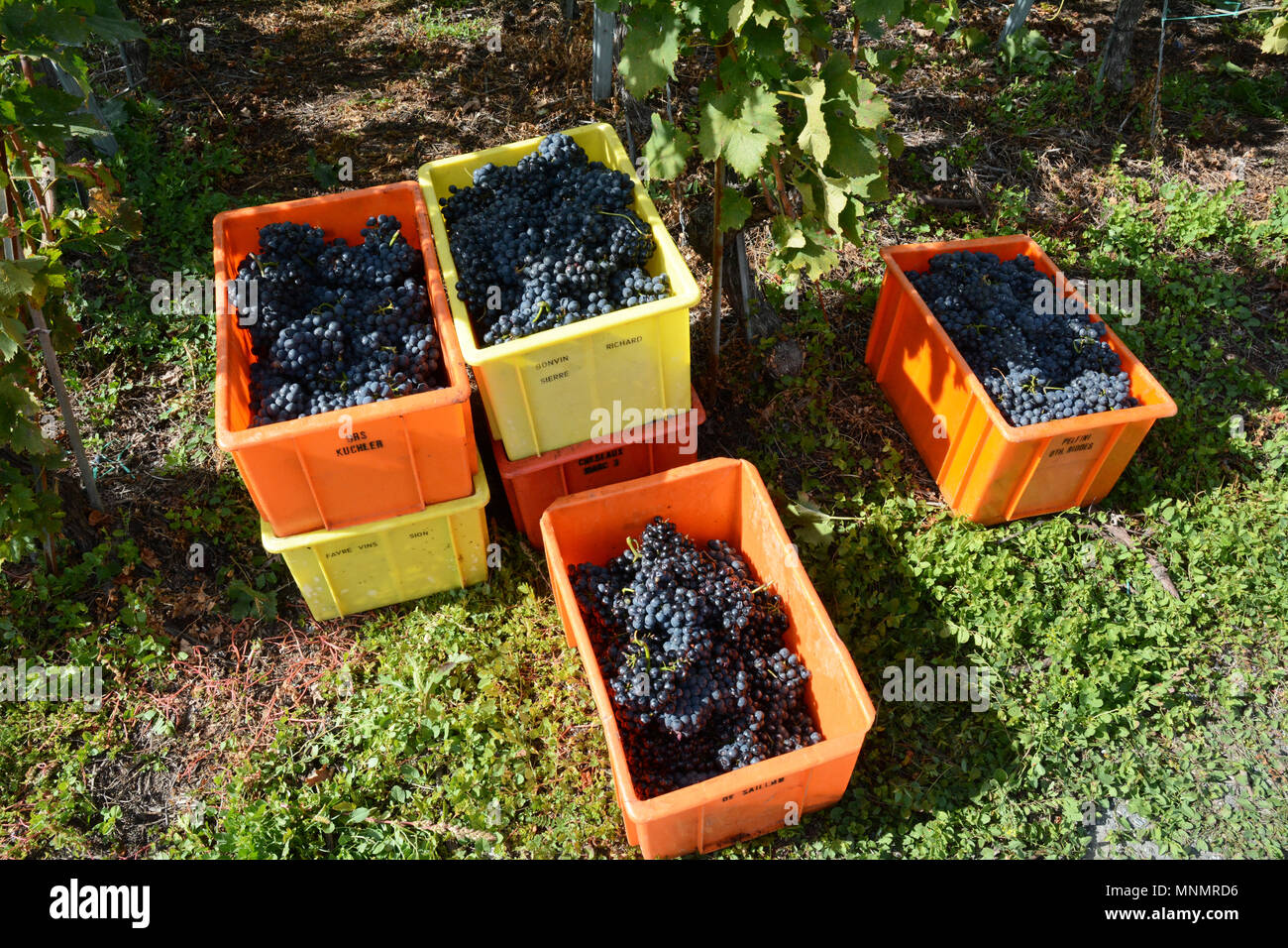 Contenitori riempiti con vino rosso uva in una vigna durante la stagione del raccolto vicino alla città di Chamoson, la Valle del Rodano, Canton Vallese, Svizzera. Foto Stock