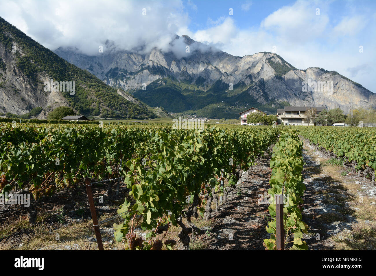 I vigneti di montagna visto dalla Swiss Wine Trail, vicino alla città di Chamoson, in alto la valle del Rodano, canton Vallese, Svizzera meridionale. Foto Stock