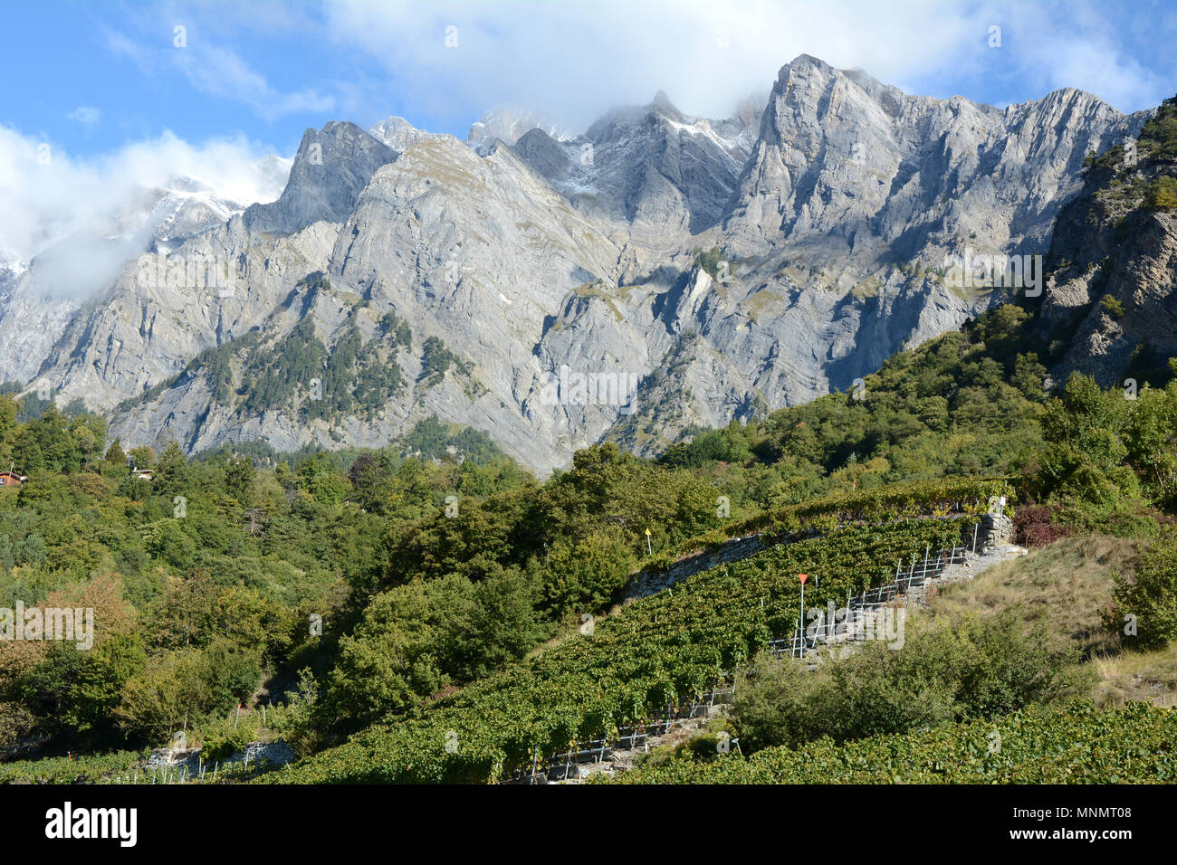 I vigneti di montagna visto dalla Swiss Wine Trail, vicino alla città di Chamoson, in alto la valle del Rodano, canton Vallese, Svizzera meridionale. Foto Stock