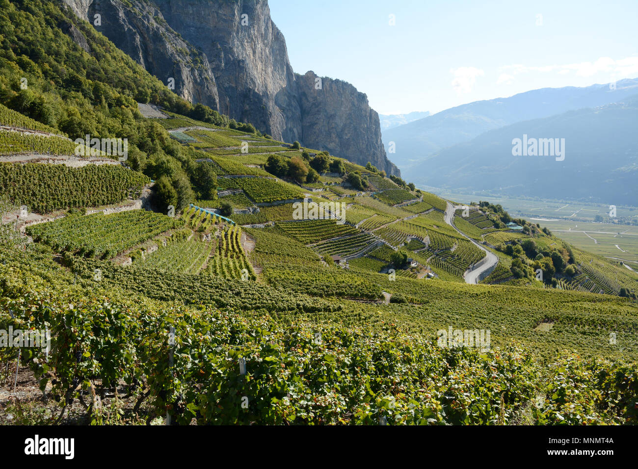 I vigneti di montagna come si vede dalla Swiss Wine Trail, vicino alla città di Chamoson, nella Valle del Rodano, nel Canton Vallese, Svizzera. Foto Stock