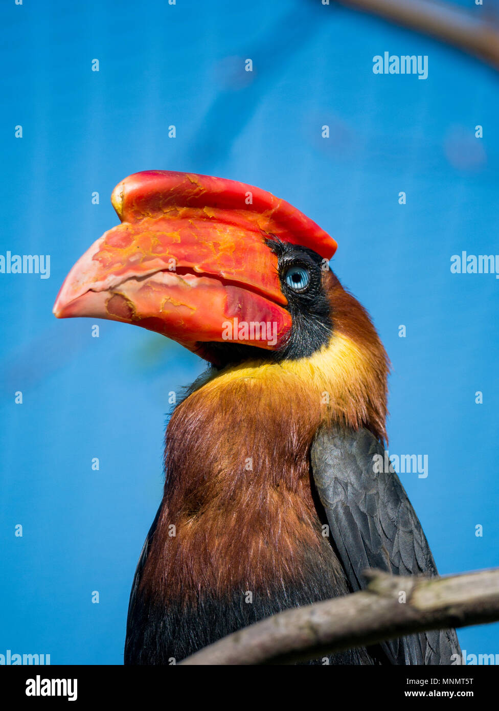 Rofous Hornbill (Buceros hydrocorax) Foto Stock